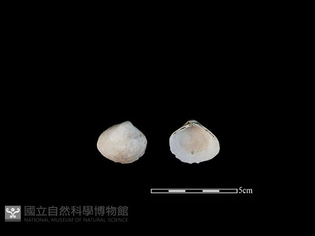 大蜆藏品圖，第1張