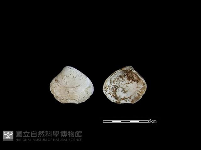 大蜆藏品圖，第1張