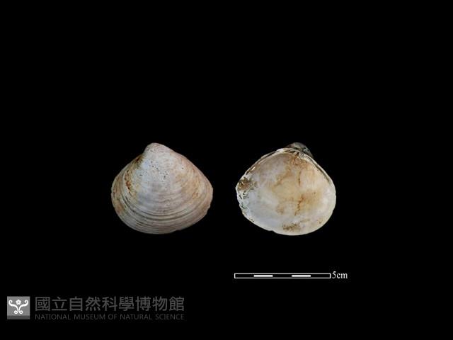 大蜆藏品圖，第1張
