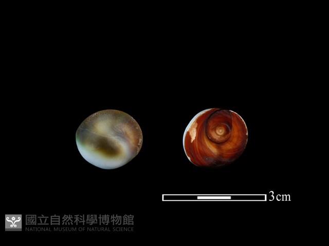 蠑螺藏品圖，第1張