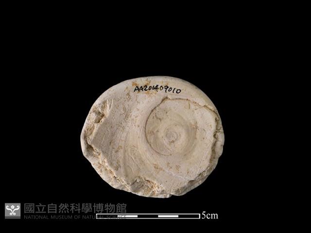 貝刮器藏品圖，第1張