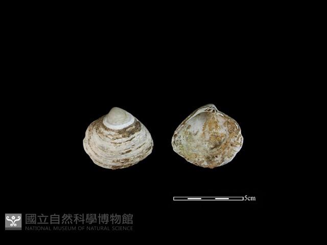 大蜆藏品圖，第1張