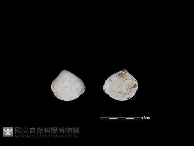 大蜆藏品圖，第1張