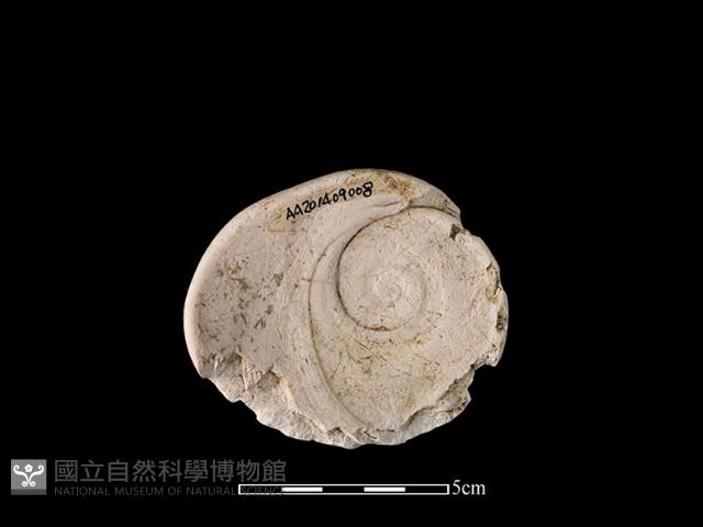 貝刮器藏品圖，第1張