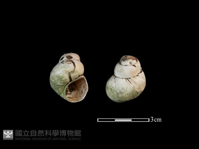 石田螺藏品圖，第1張