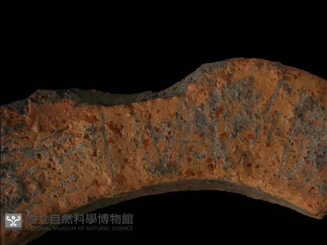 陶罐藏品圖，第5張