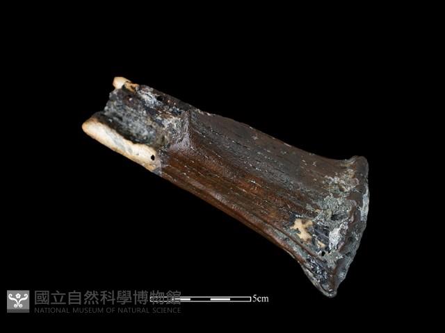 四不像化石藏品圖，第4張