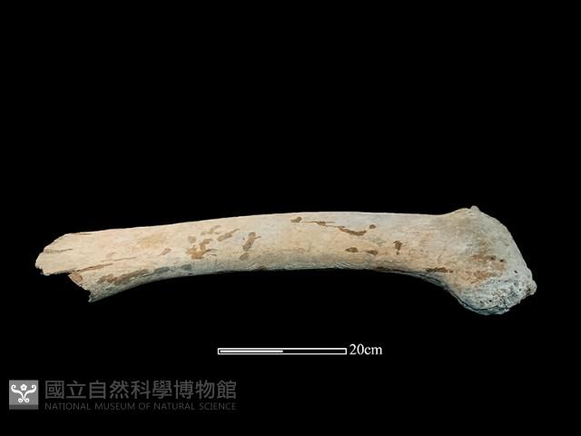 鯨魚骨藏品圖，第4張