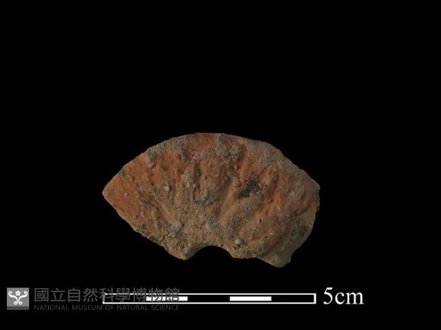 紡輪藏品圖，第1張