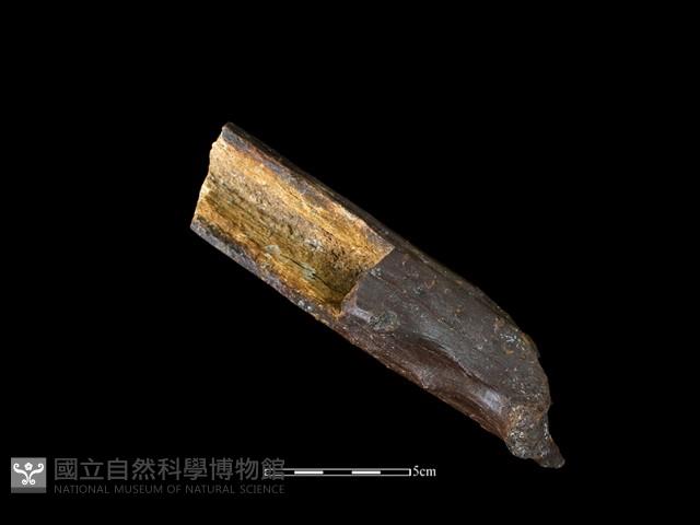 四不像化石藏品圖，第4張