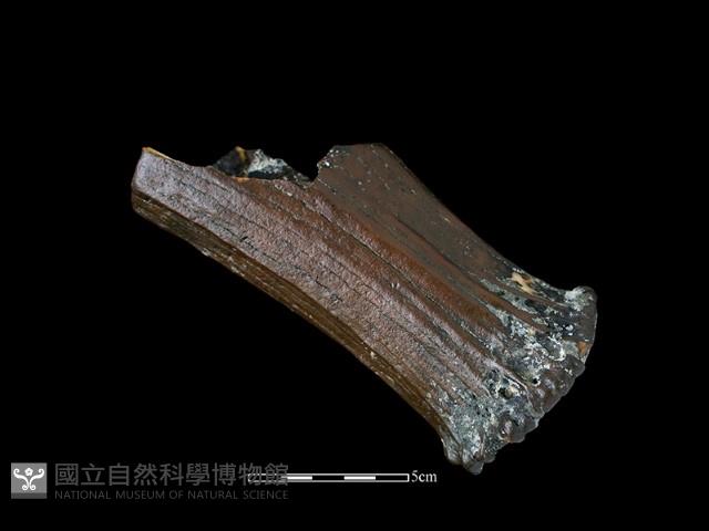 四不像化石藏品圖，第1張