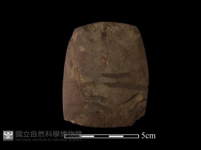 錛鑿形器藏品圖，第1張