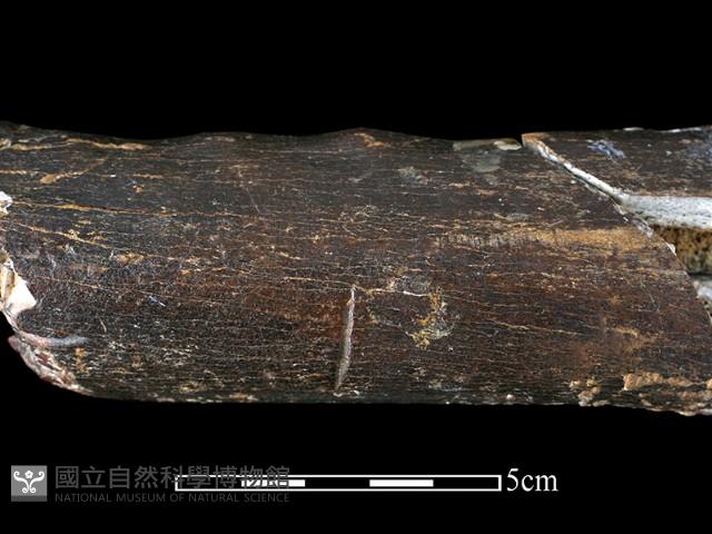 四不像化石藏品圖，第3張