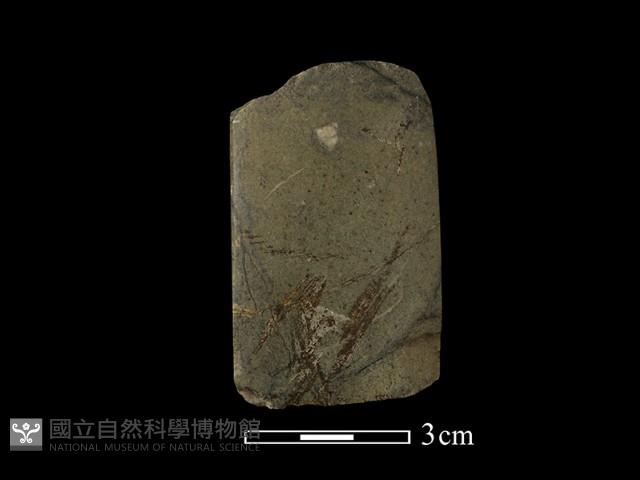 錛鑿形器藏品圖，第1張