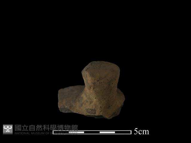 陶蓋鈕藏品圖，第3張