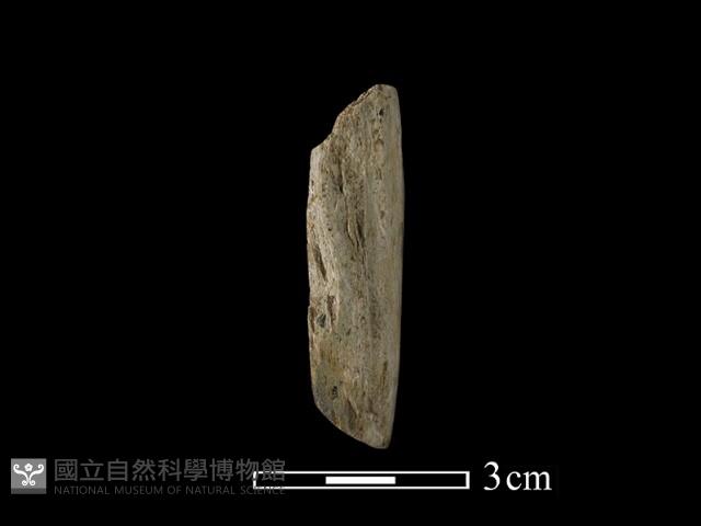 錛鑿形器藏品圖，第3張