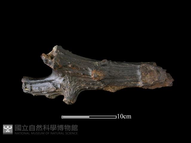 四不像化石藏品圖，第3張