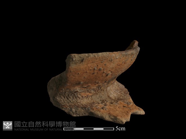 陶罐藏品圖，第3張