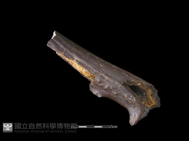 四不像化石藏品圖，第3張