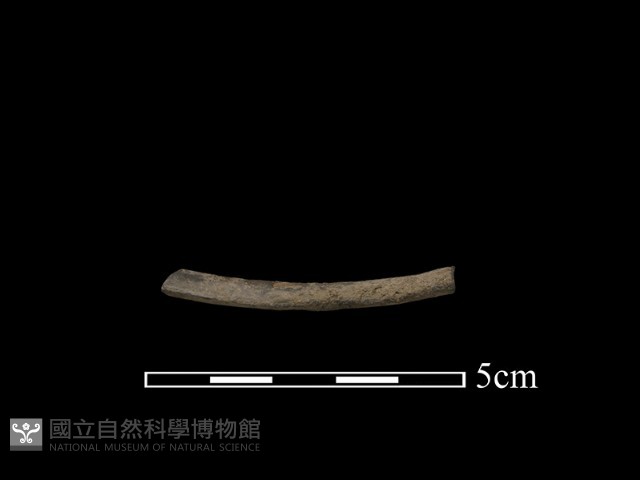 陶環藏品圖，第3張