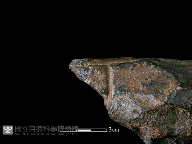 四不像化石藏品圖，第7張