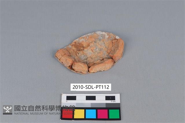 陶片藏品圖，第1張