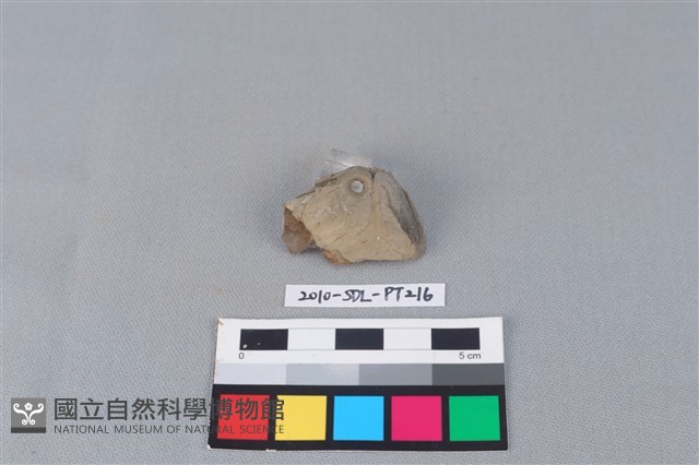 陶片藏品圖，第1張