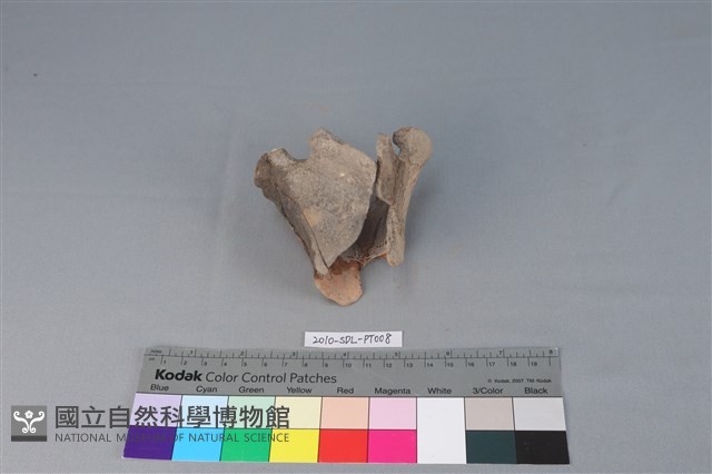 連杯形器藏品圖，第1張