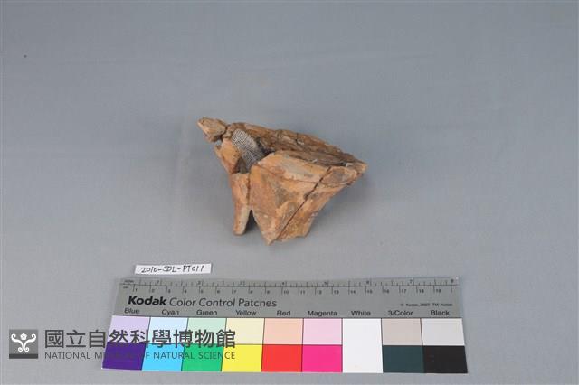 豆形器藏品圖，第1張