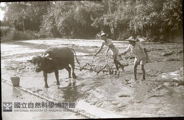 犁田（1950至2006年臺灣常民生活）藏品圖，第1張