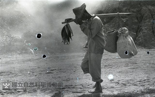 捕魚後回家（1950至2006年臺灣常民生活）藏品圖，第1張
