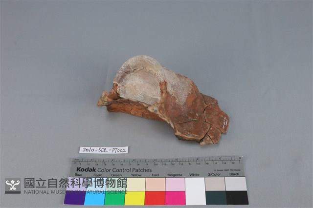 Accession Number:2010-SDL-PT002 Collection Image, Figure 1, Total 4 Figures