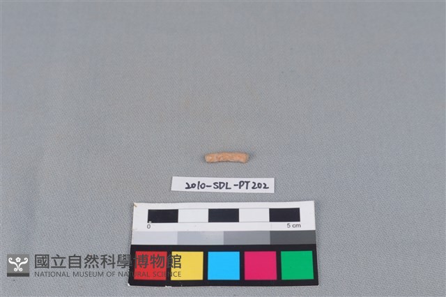 陶環藏品圖，第1張