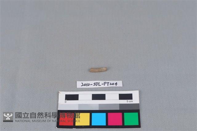 陶環藏品圖，第1張