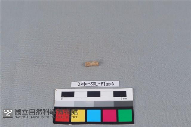 Accession Number:2010-SDL-PT206 Collection Image