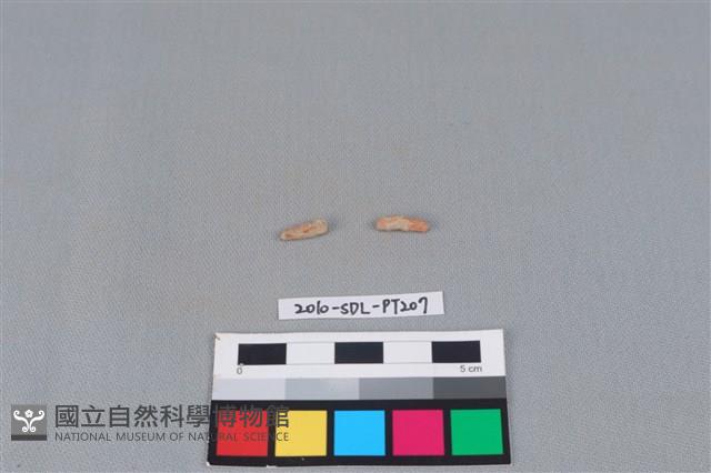 陶環藏品圖，第1張