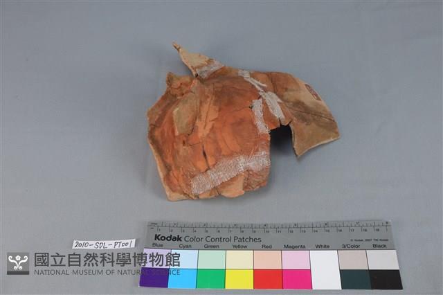 連杯形器藏品圖，第1張