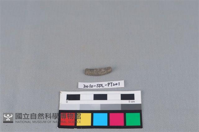 陶環藏品圖，第1張