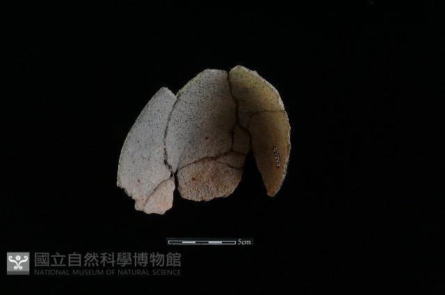 陶片藏品圖，第1張