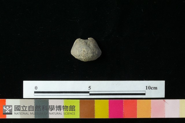 紡輪藏品圖，第3張