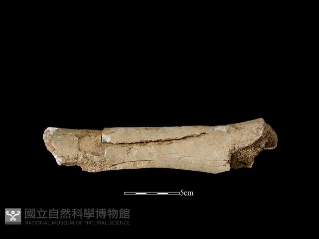 牛骨藏品圖，第1張