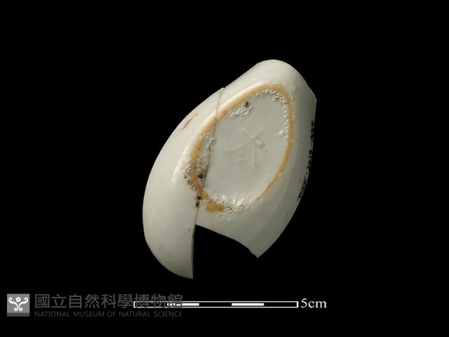 湯匙藏品圖，第2張