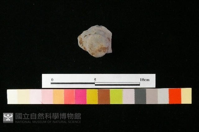 陶蓋藏品圖，第1張