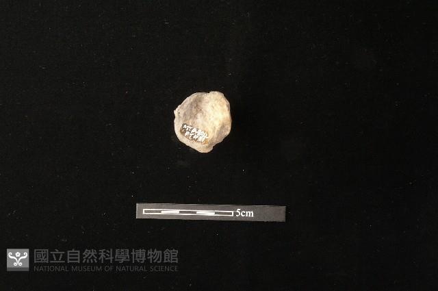 陶蓋鈕藏品圖，第2張