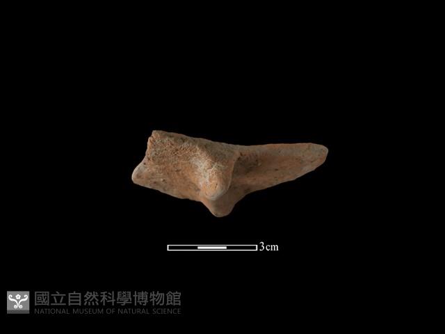 Accession Number:NSKII-2017-367 Collection Image, Figure 2, Total 2 Figures