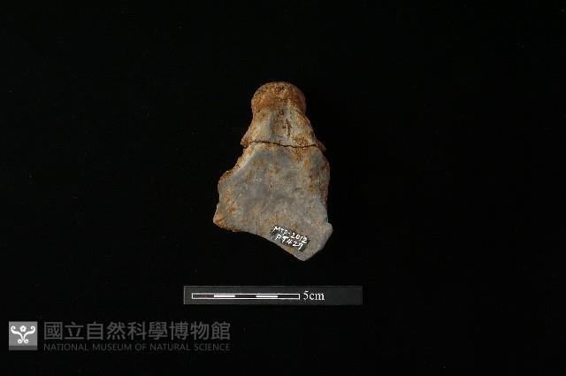 陶蓋鈕藏品圖，第2張