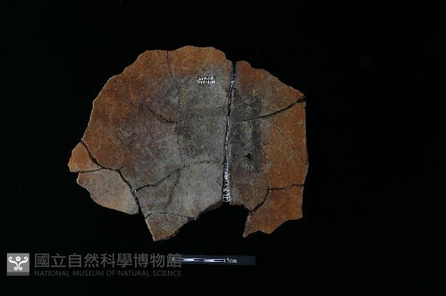 陶片藏品圖，第2張