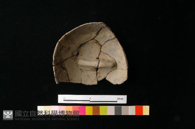 陶蓋藏品圖，第1張