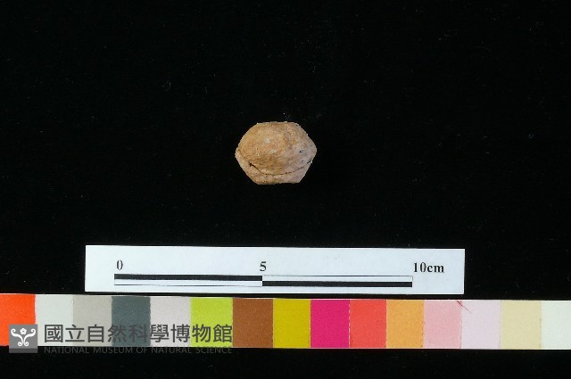 紡輪藏品圖，第3張