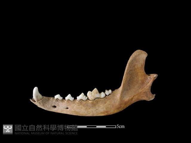 狗骨藏品圖，第1張